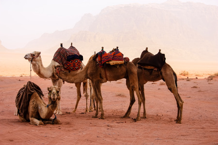 View of camels in the Jordanian desert landscapeの写真素材