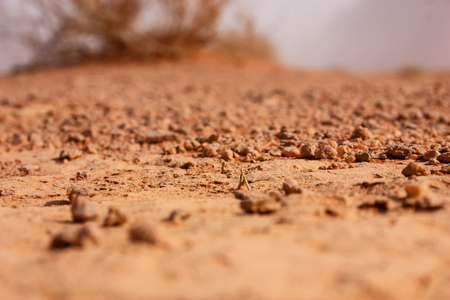 View of the Jordanian desert landscapeの写真素材