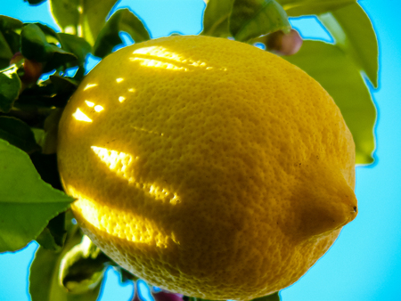 Closeup of a lemon tree from Israel