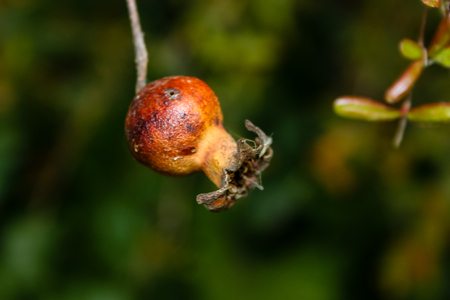 closeup of pomegranate from Israel