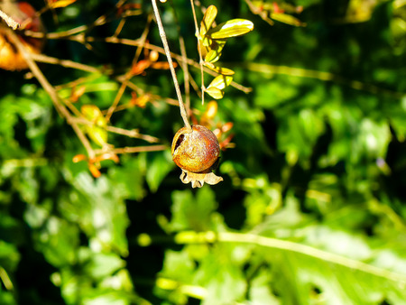 closeup of pomegranate from Israel