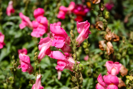 closeup of colorful flowers from Israelの写真素材