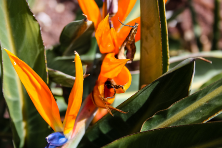 closeup of colorful flowers from Israelの写真素材