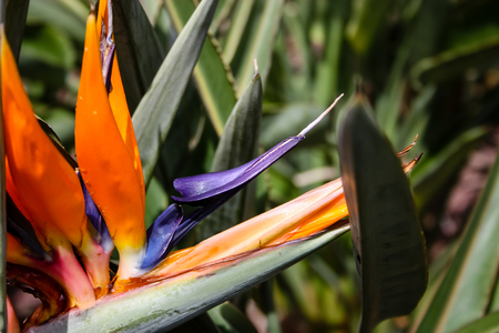 closeup of colorful flowers from Israelの写真素材