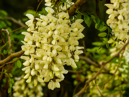 closeup of flowers from Israelの写真素材