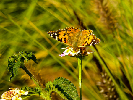 butterfly and flowers from Israel