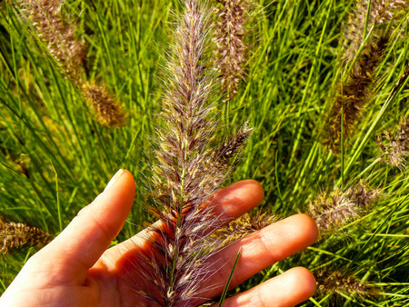 closeup of plants from Israelの写真素材