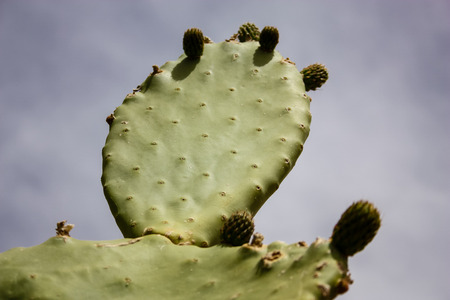 closeup of cactus from Israel