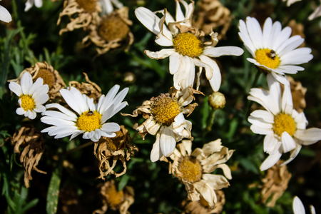 Closeup of colorful flowers from Israelの写真素材