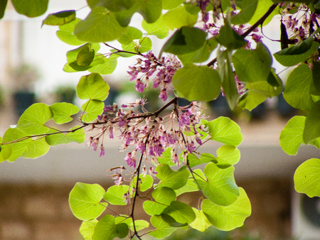 Closeup of colorful flowers from Israelの写真素材