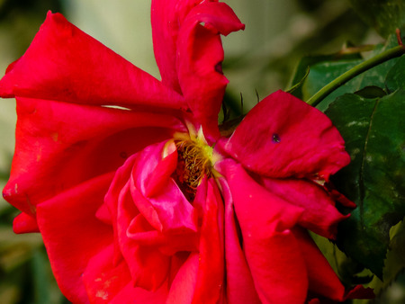 Closeup of colorful flowers from Israelの写真素材