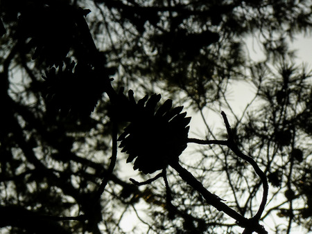 closeup of a tree from Israelの写真素材