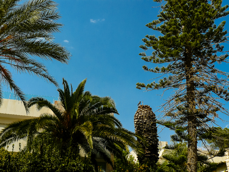 closeup of a tree from Israel