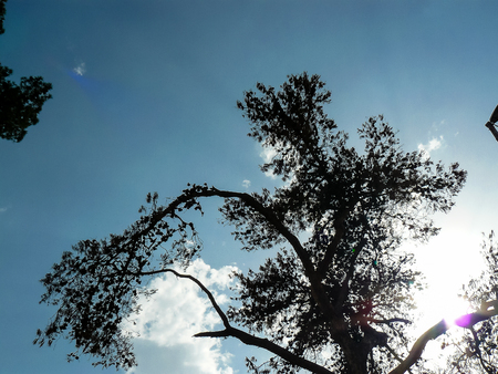 closeup of a tree from Israelの写真素材