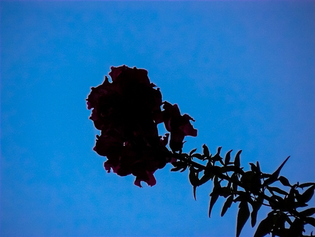 Nature in Jerusalem city Israelの写真素材