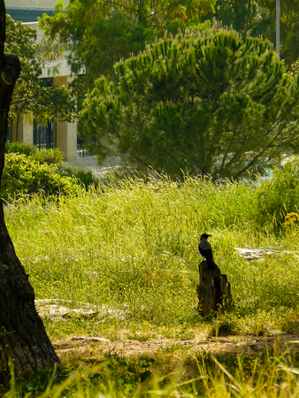 View of a bird in Jerusalem Israel