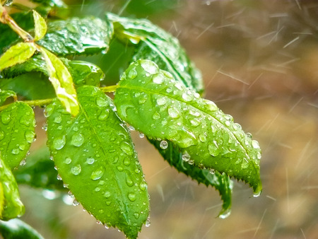 Closeup of wet leaves from flowers