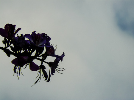 Closeup of colorful flowers from the street of Jerusalem city in Israelの写真素材