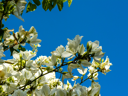 Closeup of colorful flowers from the street of Jerusalem city in Israelの写真素材