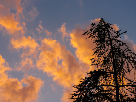 View of trees from Israelの写真素材