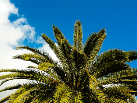 View of trees from Israelの写真素材