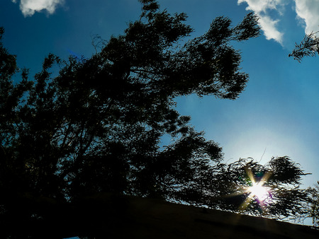 View of trees from Israel