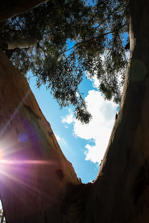 View of trees from Israelの写真素材
