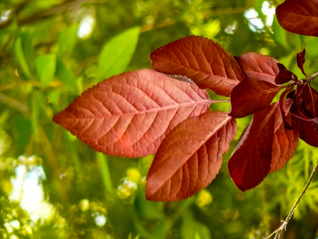 View of treesの写真素材