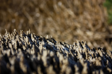 Closeup of salt crystals from the Dead Seaの写真素材