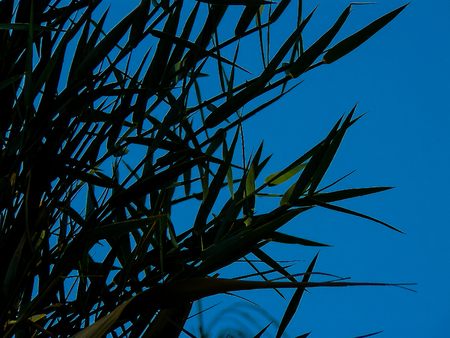 View of plants and nature around the Dead Seaの写真素材