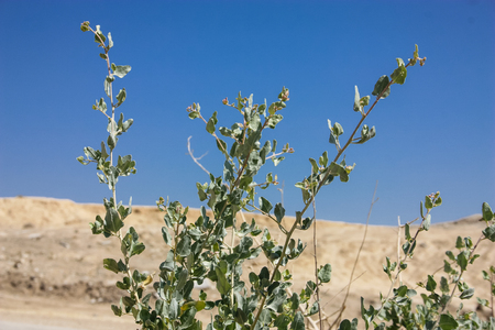 View of plants and nature around the Dead Seaの写真素材