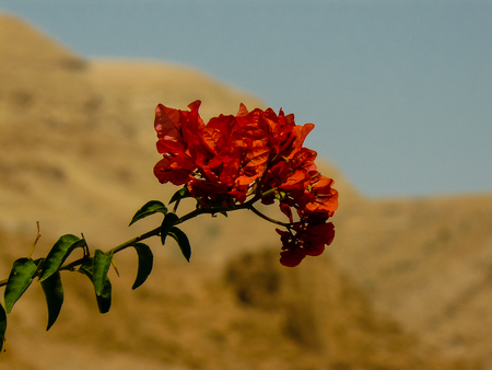 Closeup of flowers from the Negev desertの写真素材