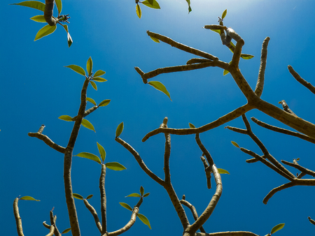 Closeup of trees from the Negev desertの写真素材