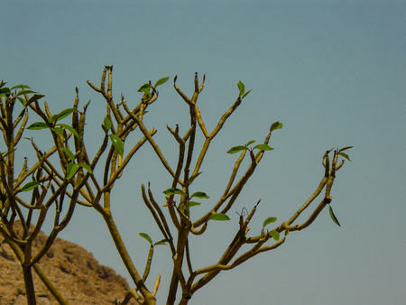 Closeup of trees from the Negev desertの写真素材
