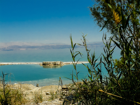 View of plants and nature around the Dead Seaの写真素材