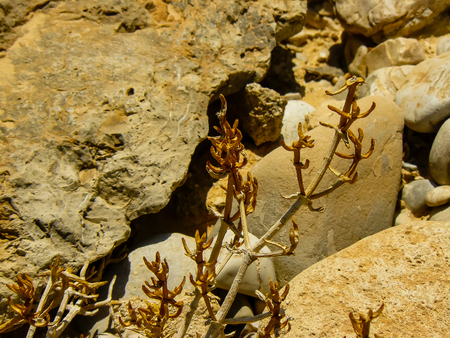 View of plants and nature around the Dead Seaの写真素材