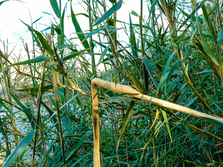 View of plants and nature around the Dead Seaの写真素材