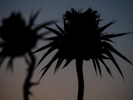 View of the Negev desert sunset in Israelの写真素材