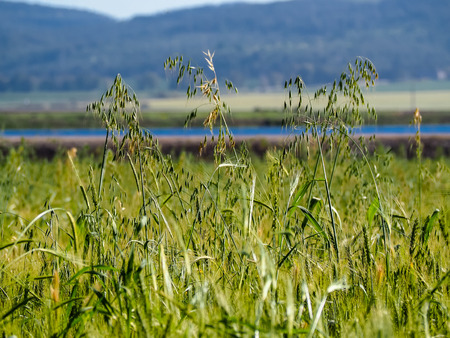 View of the nature  in the countryside of Israel