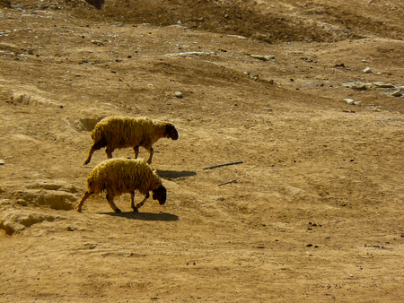 View of a flock of sheep in the Negev desert in Israelの写真素材