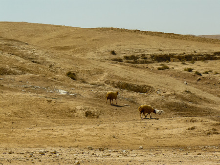 View of a flock of sheep in the Negev desert in Israelの写真素材