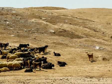 View of a flock of sheep in the Negev desert in Israelの写真素材
