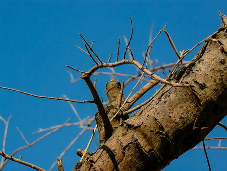 Closeup of trees from the old city of Jerusalem Israelの写真素材