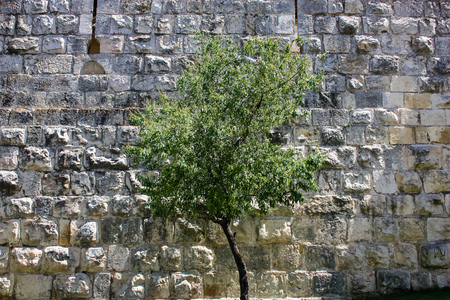 closeup of a tree front the outer wall of the old city of Jerusalem in Israelの写真素材