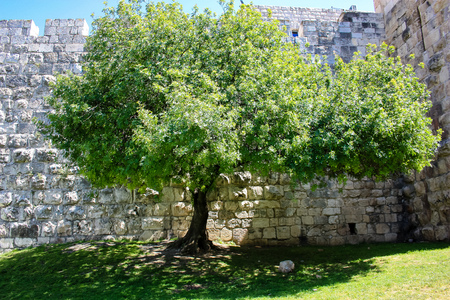 closeup of a tree front the outer wall of the old city of Jerusalem in Israelの写真素材