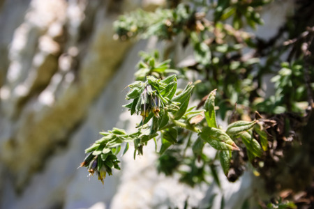 closeup of plants on the outer wall of the old city of Jerusalem in Israelの写真素材