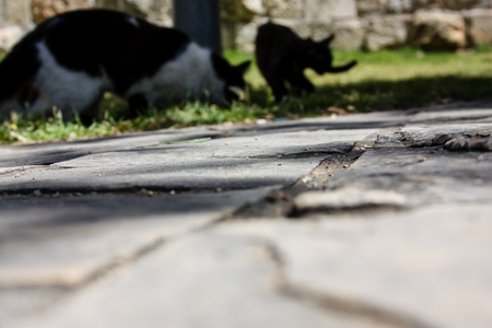 closeup of street cat from Jerusalem in Israelの写真素材