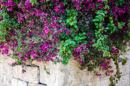 closeup of colorful flowers from Israelの写真素材