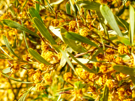 closeup of a tree in the city of Jerusalem in Israelの写真素材