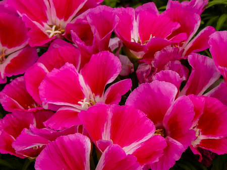 closeup of colorful flowers from Israelの写真素材
